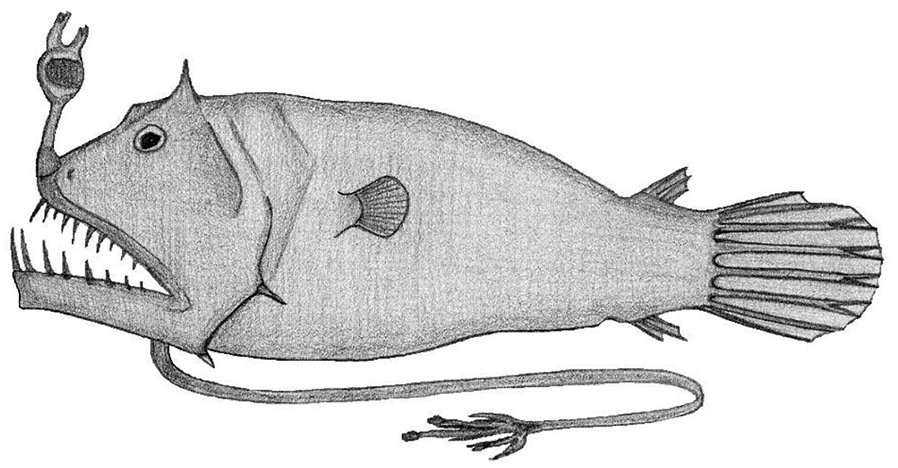 Linophryne coronata_01.jpg